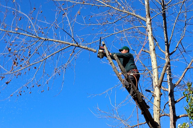 6 étapes pour un abattage d'arbres réussi